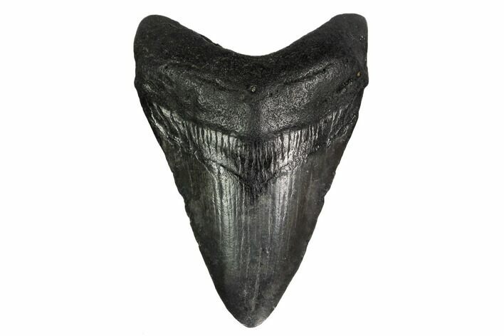 Juvenile Megalodon Tooth - South Carolina #164948